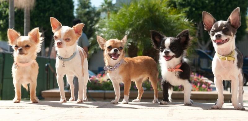 Beutifull Chihuahua Puppies for Rehoming Image eClassifieds4u