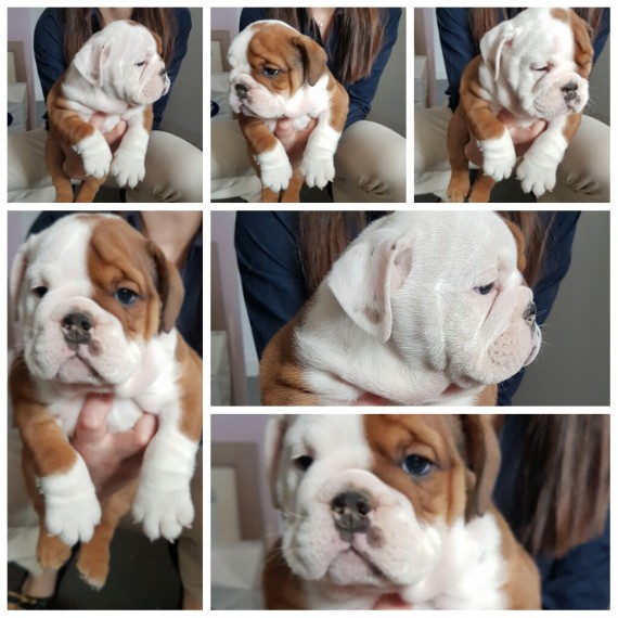 Excellent Pedigree English Bulldog puppies 315=364=1690 Image eClassifieds4u