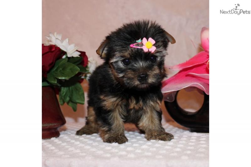 Home Raised and House Broken Yorkies Image eClassifieds4u