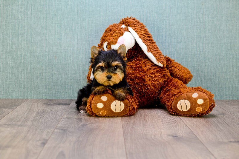 Home raised yorkie puppies for rehoming Image eClassifieds4u