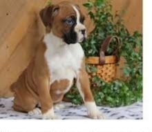Boxer Puppies For Sale Image eClassifieds4U
