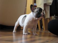 FRENCH BULLDOG PUPPIES Image eClassifieds4U