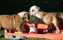 healthy bred British bulldog puppies 315=364=1690 Image eClassifieds4U