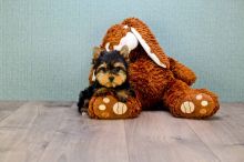 Home raised yorkie puppies for rehoming Image eClassifieds4U