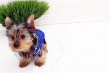 They are purebred Yorkie Image eClassifieds4u 2