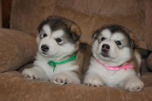 tunning Alaskan Malamute Pups Image eClassifieds4U