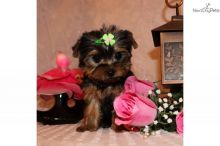 Very Tiny Teacup Yorkie Puppies Now Available Image eClassifieds4u 1