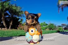 Very Tiny Teacup Yorkie Puppies Now Available Image eClassifieds4u 2