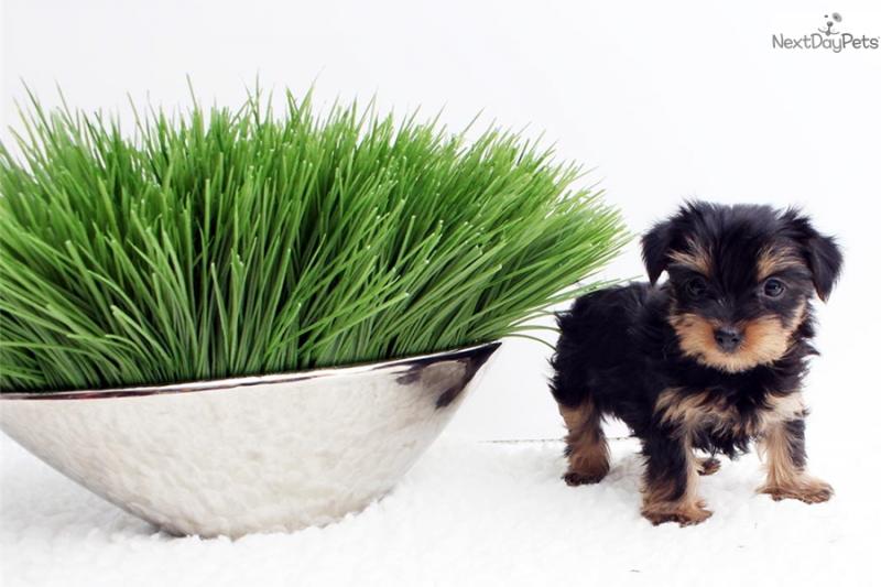 They are purebred Yorkie Image eClassifieds4u