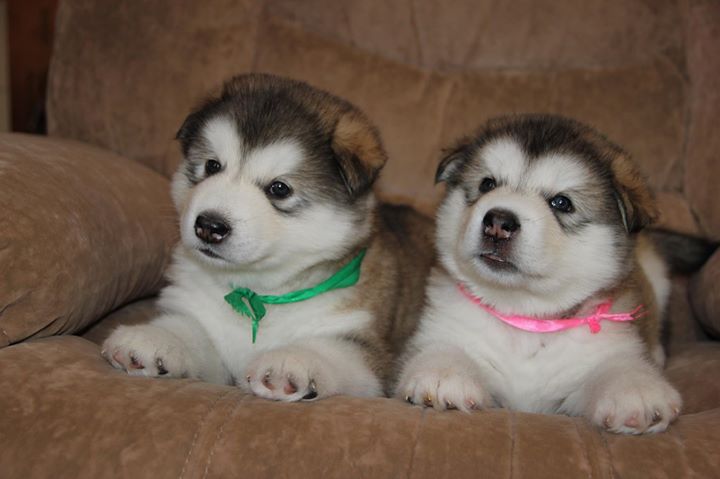 tunning Alaskan Malamute Pups Image eClassifieds4u
