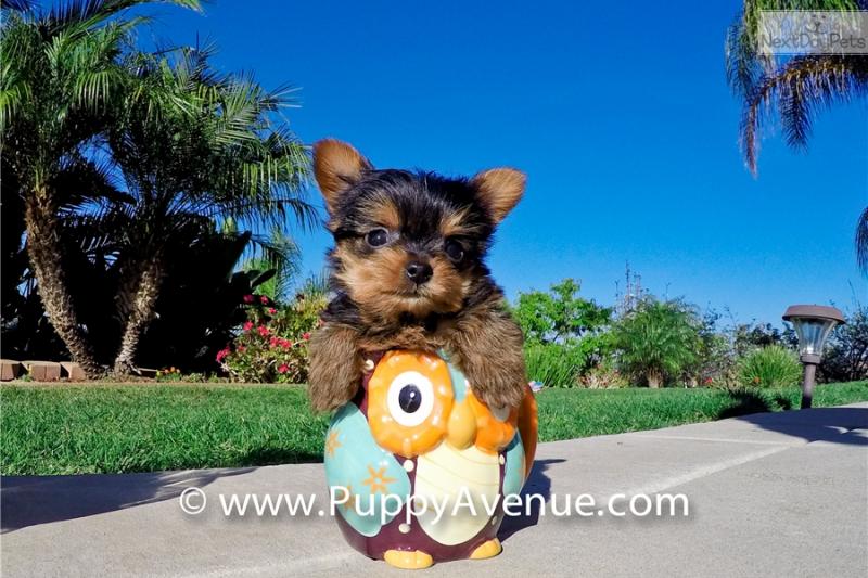 Very Tiny Teacup Yorkie Puppies Now Available Image eClassifieds4u