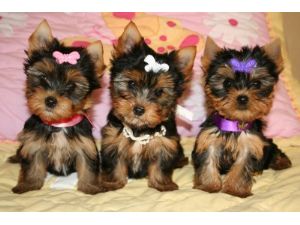 Yorkshire Terrier Puppy Image eClassifieds4u
