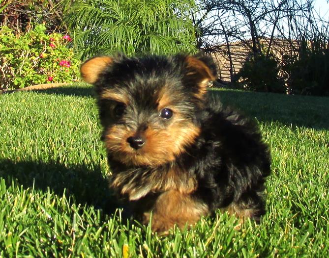 Yorkshire Terrier Puppy, call or text (289) 315-1577 Image eClassifieds4u