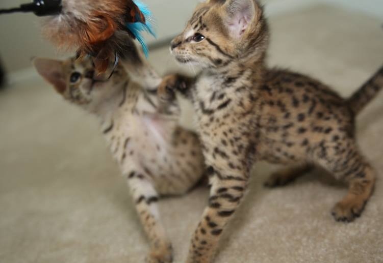Available male and female F1 savannah kittens (404) 947-3957 Image eClassifieds4u