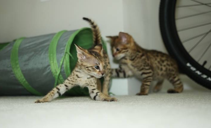 Scarce Male / Female F2 savannah kittens..(404) 947-3957 Image eClassifieds4u