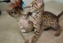 Available male and female F1 savannah kittens (404) 947-3957