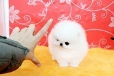 Tiny TeaCup Pomeranians Puppies