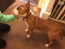6 month old English bull terrier