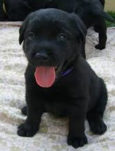 Labrado puppies black for adoption