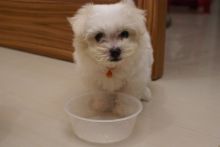Super Adorable Maltese Puppies(514)416-9666