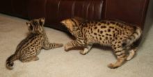 Sweetest Male and Female F2 savannah kittens for sale.. (404) 947-3957