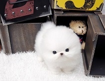 Tiny TeaCup Pomeranians Puppies Image eClassifieds4u 2