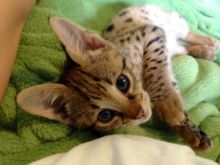 Stunning Savannah Kittens for Sale . (404) 947-3957 Image eClassifieds4U