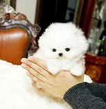 Pomeranians puppies available. Image eClassifieds4u