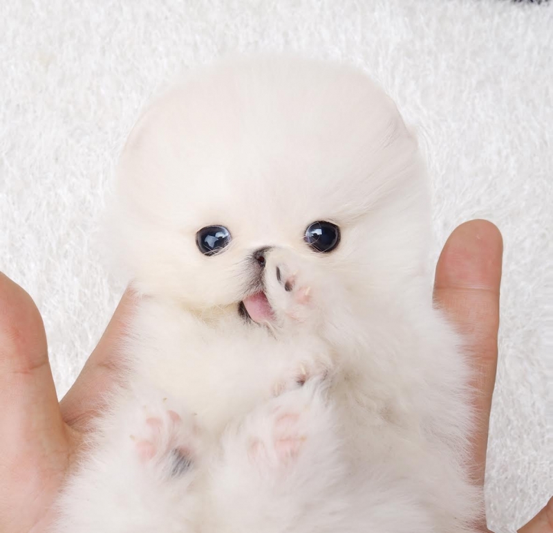 Pomeranians puppies available. Image eClassifieds4u