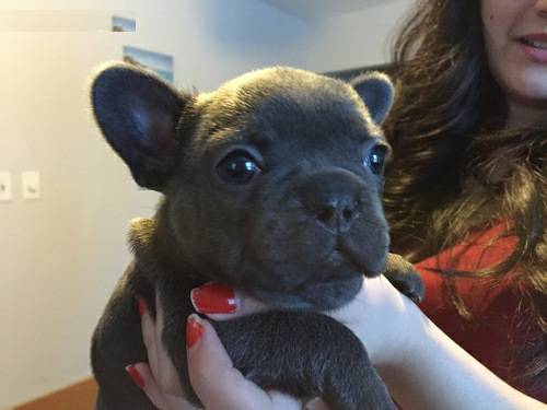 female french bulldog(607)431-8064 Image eClassifieds4u
