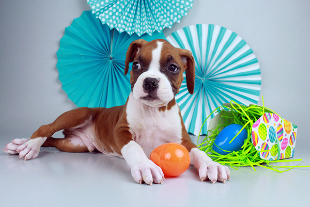 my boxer pupies for sale Image eClassifieds4u