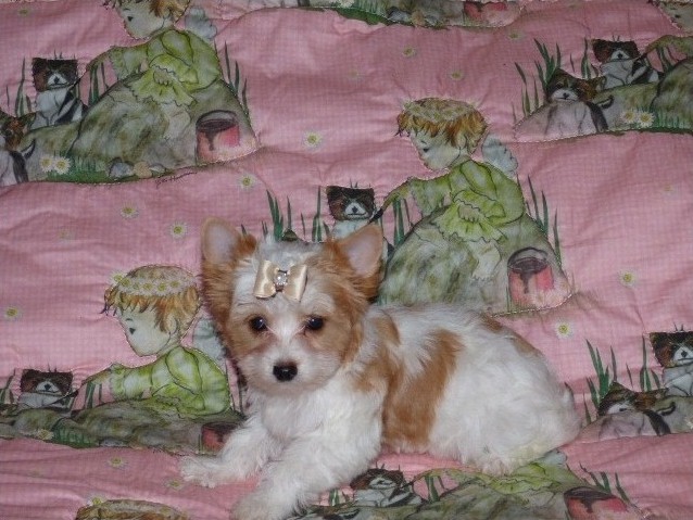 yomi yomi Little teacup Yorkie Puppies for home adoption Image eClassifieds4u