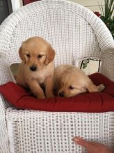 Adorable and free Golden Retriever puppies text or call (470) 222-6018