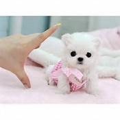 Adorable Pomeranian Teacup Puppies(607)431-8064