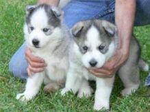 Excellent Blue Eyes Siberian Huskies Pups For Sale/// www.huskyheavens.com