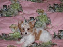 yomi yomi Little teacup Yorkie Puppies for home adoption