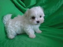 AKC Maltese