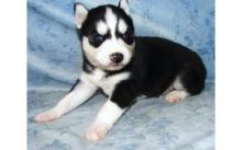 akc siberian husky puppies available now! text or call (470) 222-6018