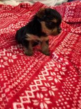 akc yorkies (607)431-8064