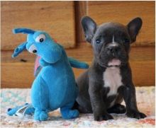 An dorable French Bulldog puppies Text 901-401-8672