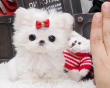 AUSW Amazing teacup maltese puppies now ready for and seeking a lovely home
