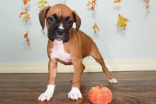 boxer pupies for sale