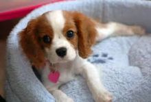 Cavalier Designer Breed Female Pup!