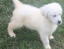 Cream Golden Golden puppy text or call (470) 222-6018