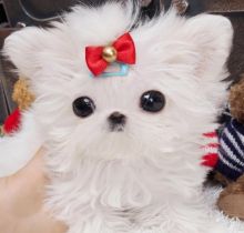 Cute CKC extra tiny teacup male Maltese puppy