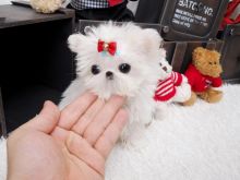 Cute playful CKC registered tiny maltese teacups now ready for rehoming