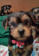 Cute teacup Yorkie puppies available.(607) 431-8064