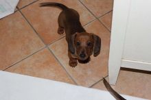 Dachshund