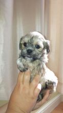 DESFS Lovely teacup maltese puppies seeking for an adorable home