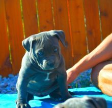 eeioudeb Beautiful Blue & Red Pitt Bull Terrier Puppies contact us at 860-47-048-27